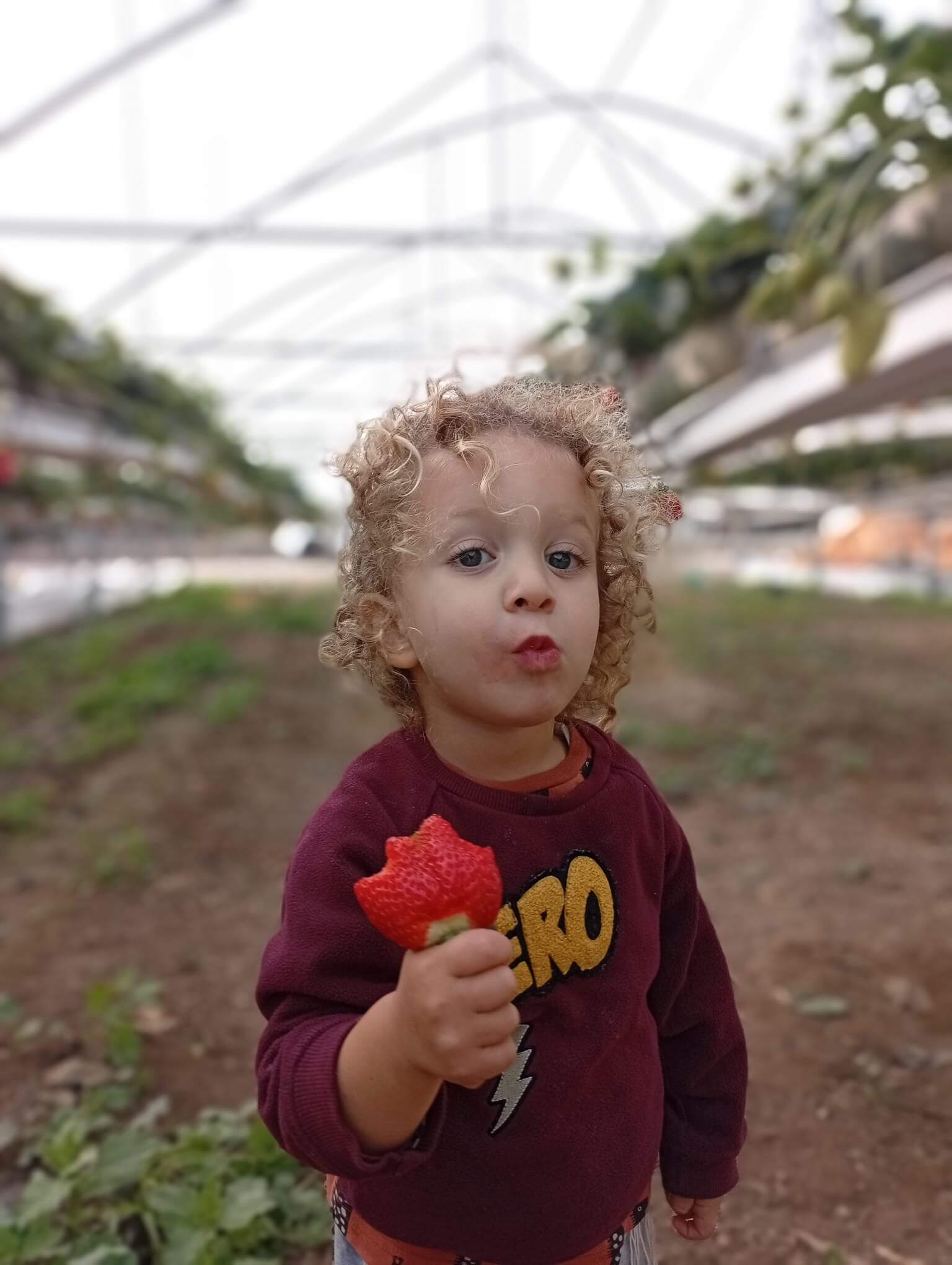 קטיף עצמי במשק פורר
